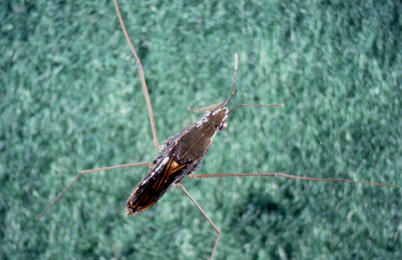 Water strider (Gerridae sp.) Water strider (Gerridae sp.) Credit: Betsy Leppo